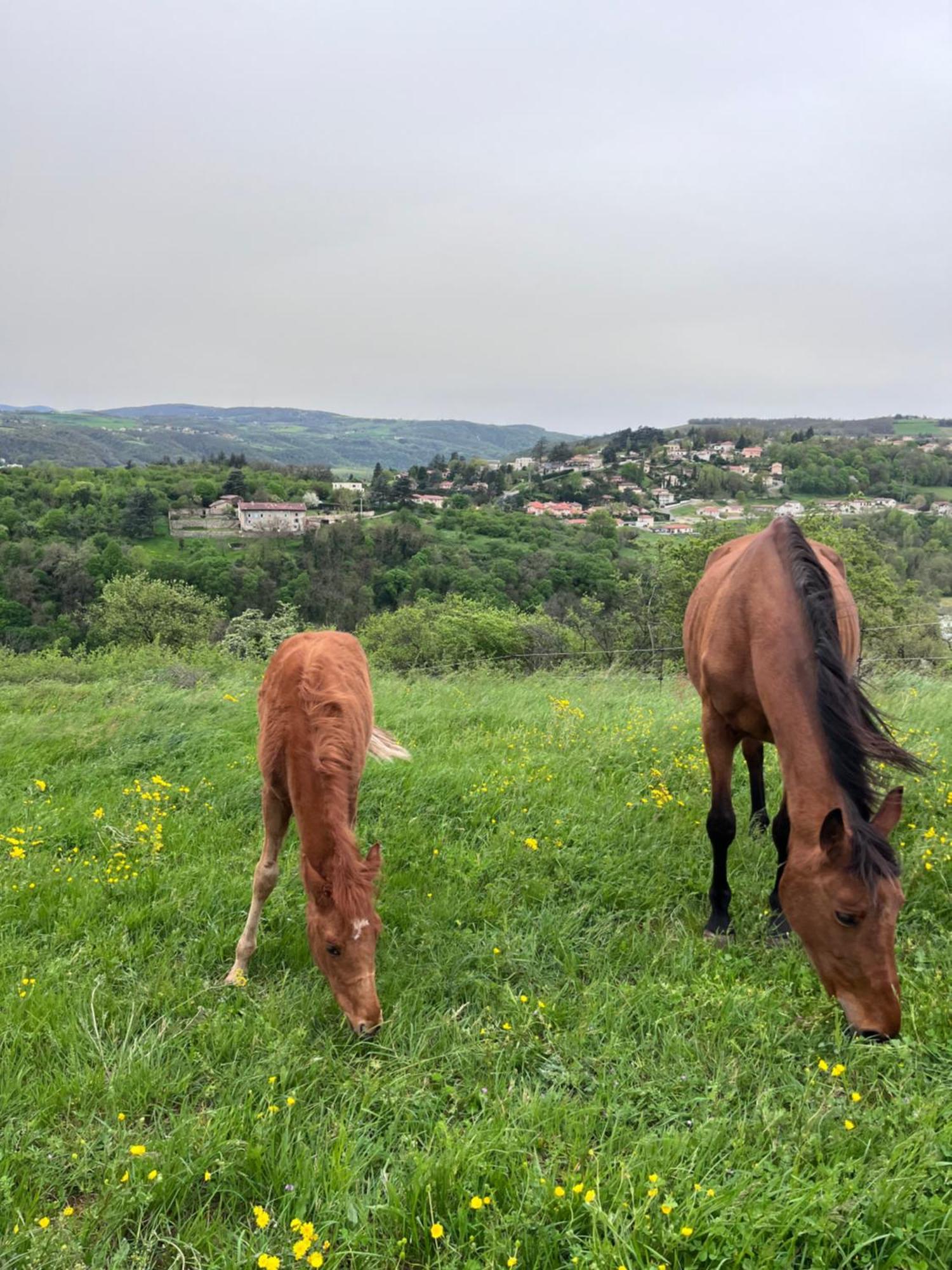Les Petites Bulles De Massier Ξενοδοχείο Βιέν Εξωτερικό φωτογραφία